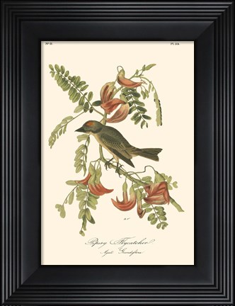 Framed Pipiry Flycatcher Print