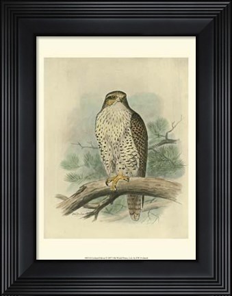 Framed Iceland Falcon Print