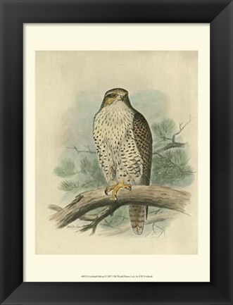 Framed Iceland Falcon Print