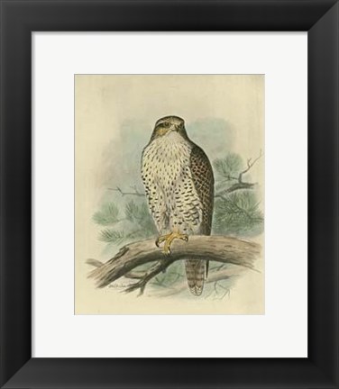 Framed Iceland Falcon Print