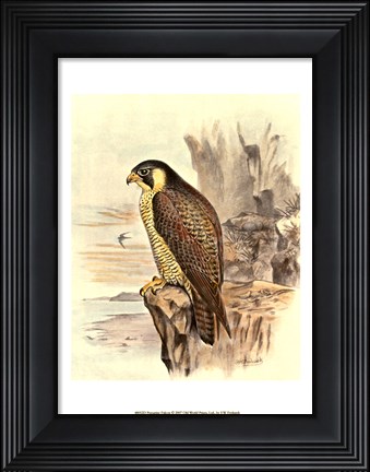 Framed Peregrine Falcon Print