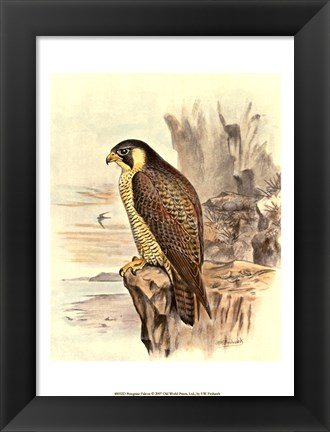 Framed Peregrine Falcon Print