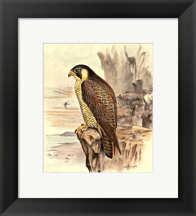 Framed Peregrine Falcon Print
