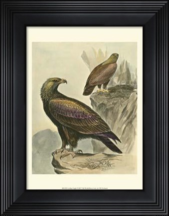 Framed Golden Eagle Print