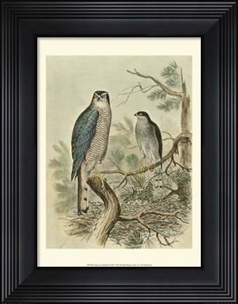 Framed Sparrow Hawk Print