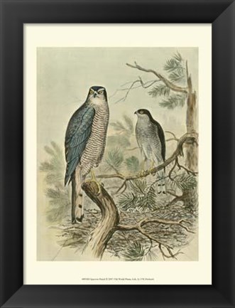 Framed Sparrow Hawk Print