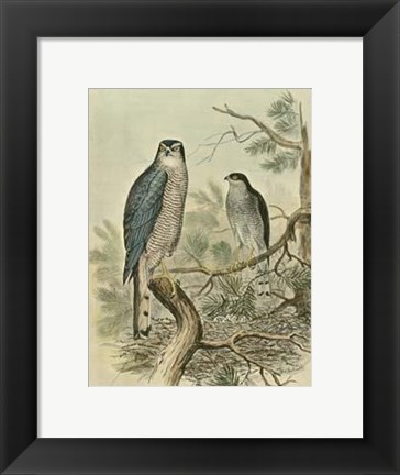 Framed Sparrow Hawk Print