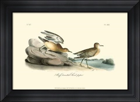 Framed Buff Breasted Sandpiper Print