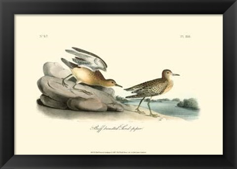 Framed Buff Breasted Sandpiper Print