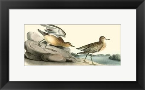 Framed Buff Breasted Sandpiper Print