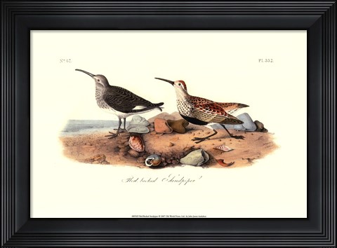 Framed Red-Backed Sandpiper Print