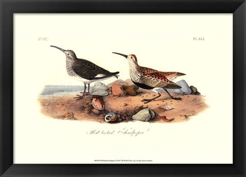 Framed Red-Backed Sandpiper Print