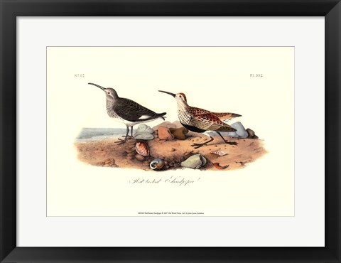 Framed Red-Backed Sandpiper Print