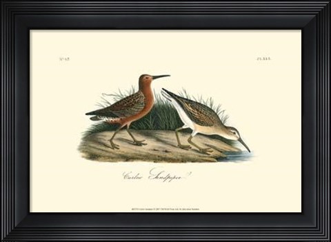 Framed Curlew Sandpiper Print
