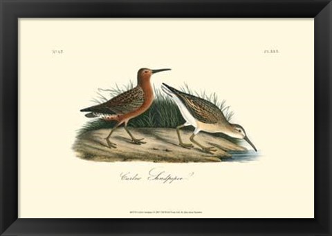 Framed Curlew Sandpiper Print