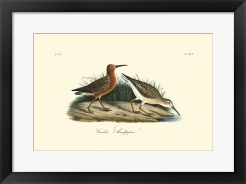 Framed Curlew Sandpiper Print