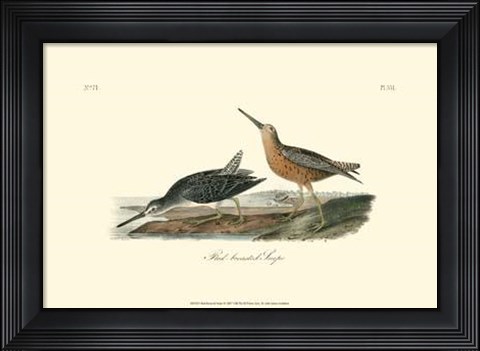 Framed Red-Breasted Snipe Print