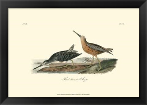 Framed Red-Breasted Snipe Print