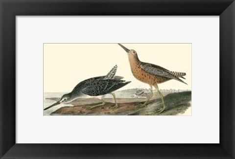 Framed Red-Breasted Snipe Print