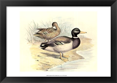 Framed Mallard Print