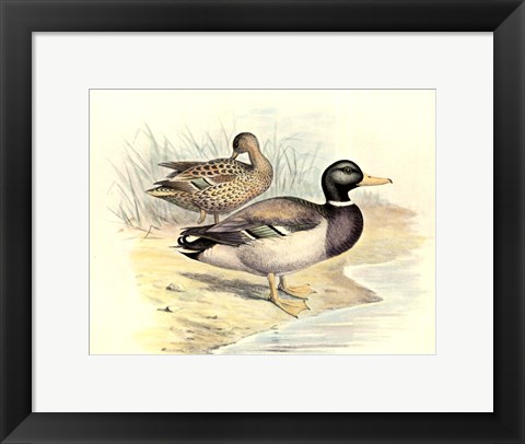 Framed Mallard Print