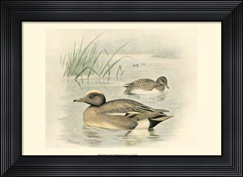 Framed Wigeon Print