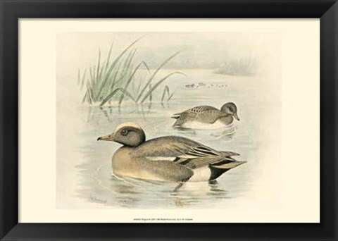 Framed Wigeon Print