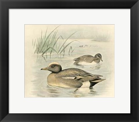 Framed Wigeon Print