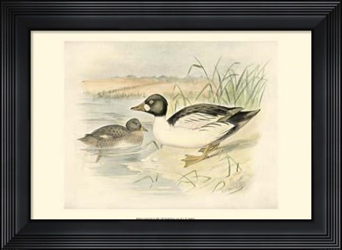 Framed Golden Eye Print