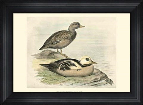 Framed Steller&#39;s Eider Print