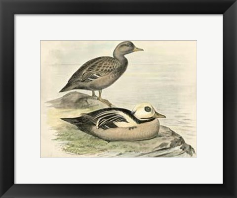 Framed Steller&#39;s Eider Print