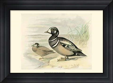 Framed Harlequin Duck Print