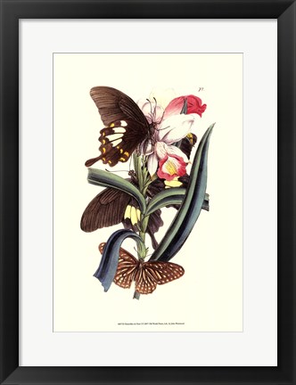 Framed Butterflies and Flora I Print