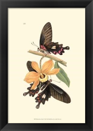 Framed Butterflies and Flora II Print