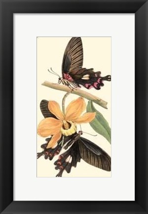 Framed Butterflies and Flora II Print