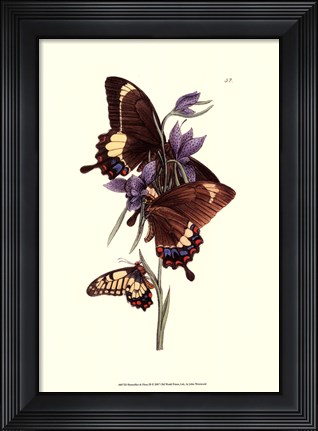 Framed Butterflies and Flora III Print
