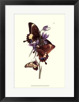 Framed Butterflies and Flora III Print