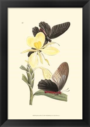 Framed Butterflies and Flora IV Print