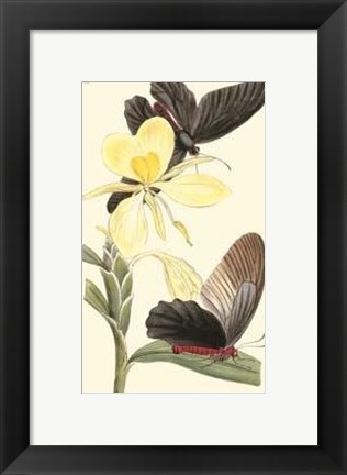 Framed Butterflies and Flora IV Print