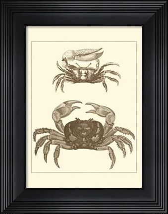 Framed Sepia Crabs I Print