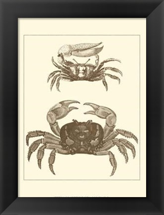 Framed Sepia Crabs I Print