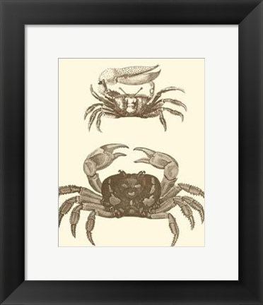 Framed Sepia Crabs I Print