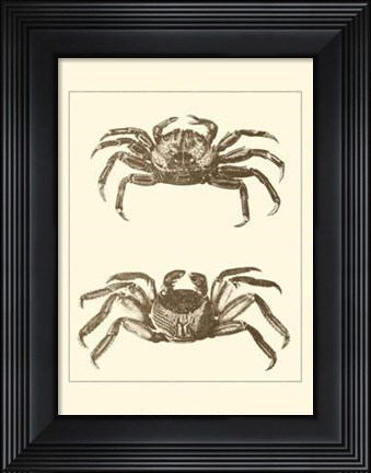 Framed Sepia Crabs II Print