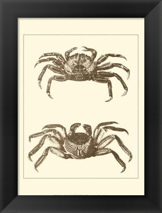Framed Sepia Crabs II Print