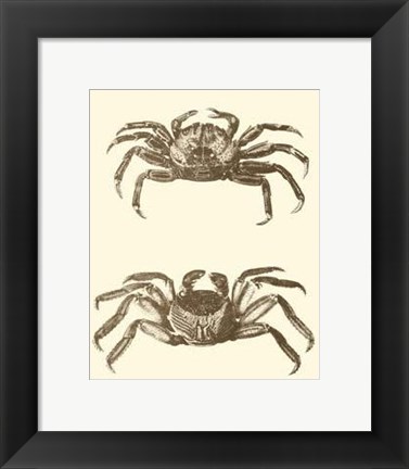 Framed Sepia Crabs II Print