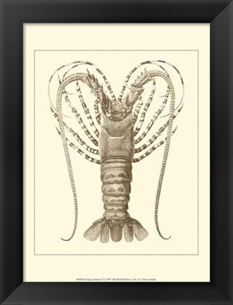 Framed Sepia Lobster I Print