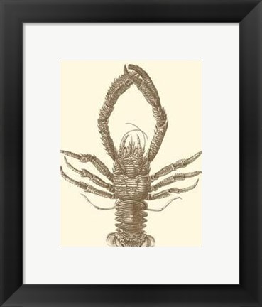 Framed Sepia Lobster II Print