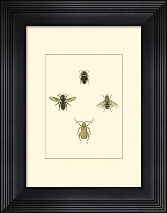 Framed Insecte II Print