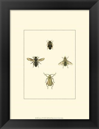 Framed Insecte II Print