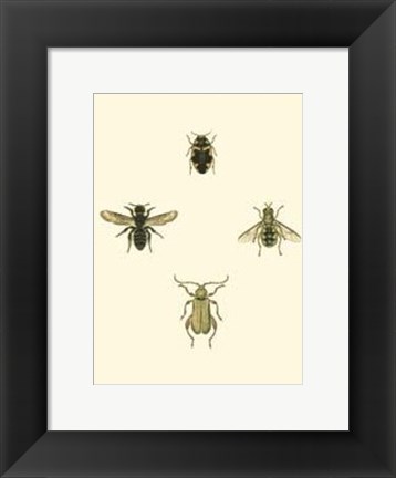 Framed Insecte II Print